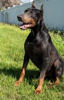 bella, a male Doberman Pinscher for sale in Orlando, FL – Photo 2 of 9