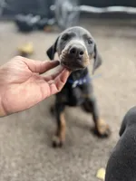 nipsey , a male Doberman Pinscher for sale in Orlando, FL – Photo 2 of 3