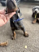 nipsey , a male Doberman Pinscher for sale in Orlando, FL – Photo 1 of 3