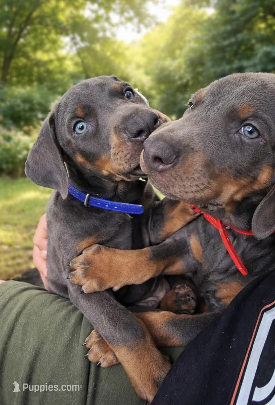 blacky chan – Doberman Pinscher puppy for sale in Orlando, FL