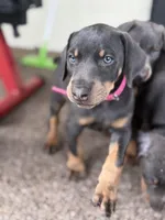 pinky , a male Doberman Pinscher for sale in Orlando, FL – Photo 1 of 4