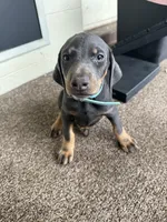 pinky , a male Doberman Pinscher for sale in Orlando, FL – Photo 2 of 4