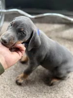 dobey, a male Doberman Pinscher for sale in Orlando, FL – Photo 4 of 6