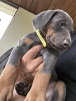 dobey, a male Doberman Pinscher for sale in Orlando, FL – Photo 3 of 6