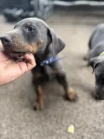 nipsey , a male Doberman Pinscher for sale in Orlando, FL – Photo 1 of 4