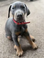 nipsey , a male Doberman Pinscher for sale in Orlando, FL – Photo 4 of 4