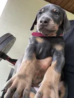 nipsey , a male Doberman Pinscher for sale in Orlando, FL – Photo 3 of 4