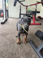 sunflower, a male Doberman Pinscher for sale in Orlando, FL – Photo 2 of 4