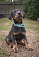 tyson, a male Doberman Pinscher for sale in Orlando, FL – Photo 4 of 6