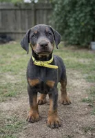 tyson, a male Doberman Pinscher for sale in Orlando, FL – Photo 2 of 6