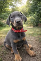 tyson, a male Doberman Pinscher for sale in Orlando, FL – Photo 1 of 6