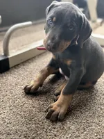 sunflower, a male Doberman Pinscher for sale in Orlando, FL – Photo 3 of 4