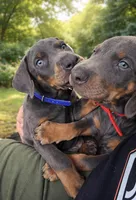 tyson, a male Doberman Pinscher for sale in Orlando, FL – Photo 6 of 6