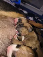 Doodlebug, a female Miniature Bull Terrier for sale in Denton, NC – 2 of 2