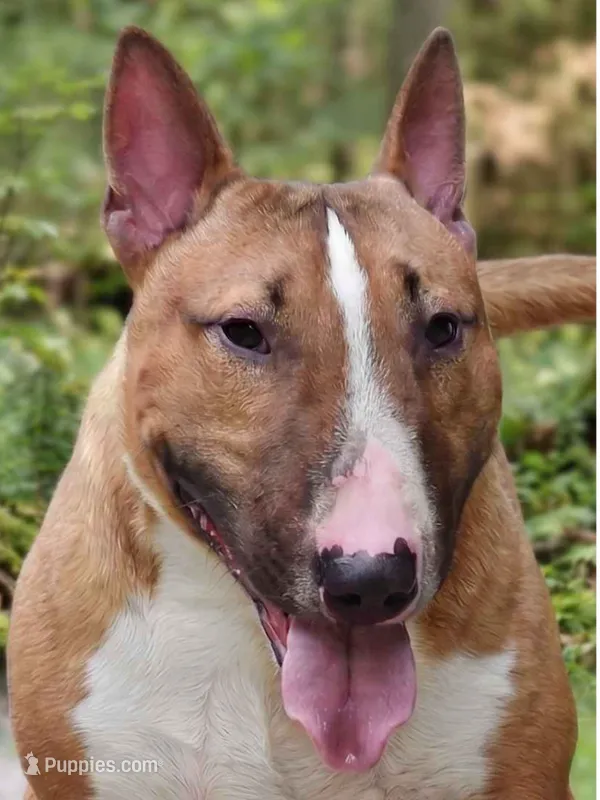 Lou – Miniature Bull Terrier puppy for sale in Denton, NC