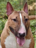 Lou, a male Miniature Bull Terrier for sale in Denton, NC – 1 of 1