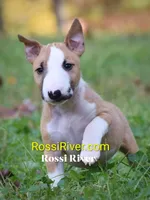 Multiple, a male Miniature Bull Terrier for sale in Denton, NC – 2 of 2