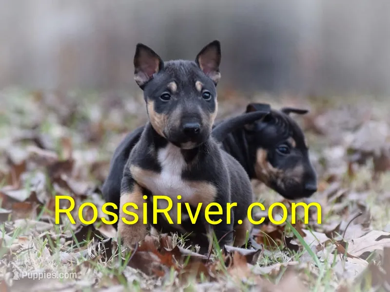 Multiple – Miniature Bull Terrier puppy for sale in Denton, NC