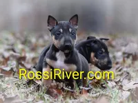 Multiple, a male Miniature Bull Terrier for sale in Denton, NC – 1 of 2