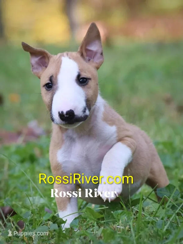 Nelly – Miniature Bull Terrier puppy for sale in Denton, NC