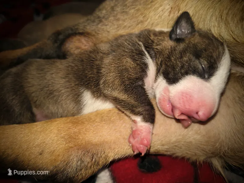 Doodlebug – Miniature Bull Terrier puppy for sale in Denton, NC
