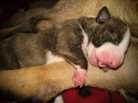 Doodlebug, a female Miniature Bull Terrier for sale in Denton, NC – 1 of 2
