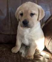True English gold boy, a  Labrador Retriever for sale in Madison, WI – Photo 2 of 2
