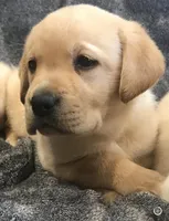 True English gold boy, a  Labrador Retriever for sale in Madison, WI – Photo 1 of 2