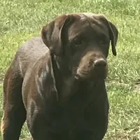 Home raised health tested AKC DNA English Black male, a male Labrador Retriever for sale in Madison, WI – Photo 4 of 5