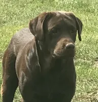 True DNA English snow white, a male Labrador Retriever for sale in Madison, WI – Photo 3 of 4