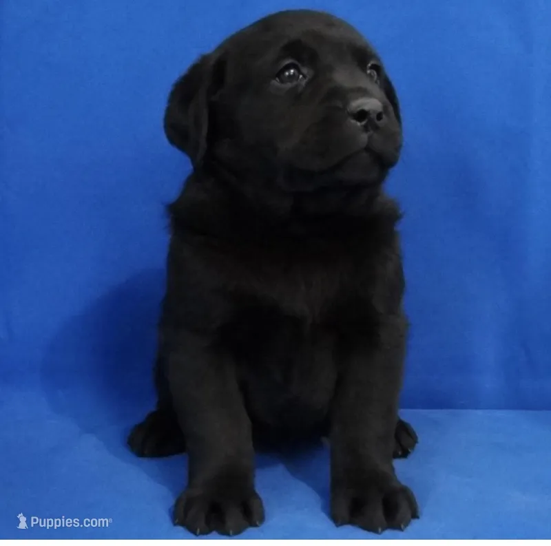 Home raised health tested AKC DNA English Black male – Labrador Retriever puppy for sale in Madison, WI