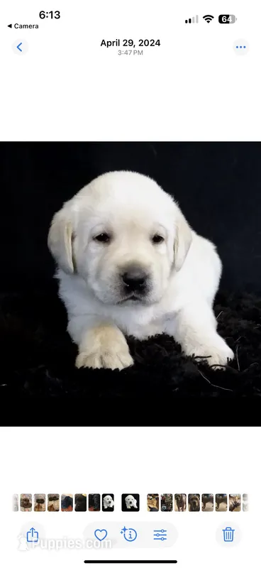 True DNA English snow white