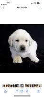 True DNA English snow white, a male Labrador Retriever for sale in Madison, WI – Photo 1 of 4