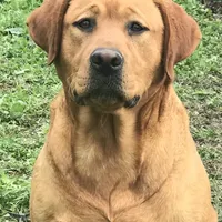 Home raised health tested AKC DNA English Black male, a male Labrador Retriever for sale in Madison, WI – Photo 5 of 5