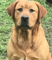 True DNA English snow white, a male Labrador Retriever for sale in Madison, WI – Photo 4 of 4