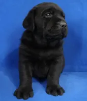 Home raised health tested AKC DNA English Black male, a male Labrador Retriever for sale in Madison, WI – Photo 2 of 5