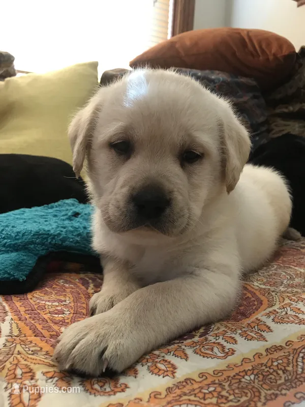 Polar bear white girl