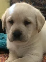 Polar bear white girl, a  Labrador Retriever for sale in Madison, WI – Photo 2 of 3