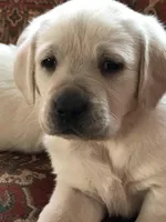 Polar bear white girl, a  Labrador Retriever for sale in Madison, WI – Photo 3 of 3