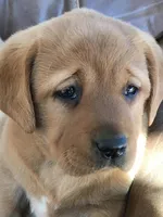 True English fox red, a  Labrador Retriever for sale in Madison, WI – Photo 2 of 2