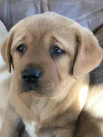 True English fox red, a  Labrador Retriever for sale in Madison, WI – Photo 1 of 2