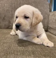 True English white male, a  Labrador Retriever for sale in Madison, WI – Photo 2 of 3