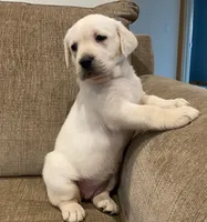True English white male, a  Labrador Retriever for sale in Madison, WI – Photo 1 of 3