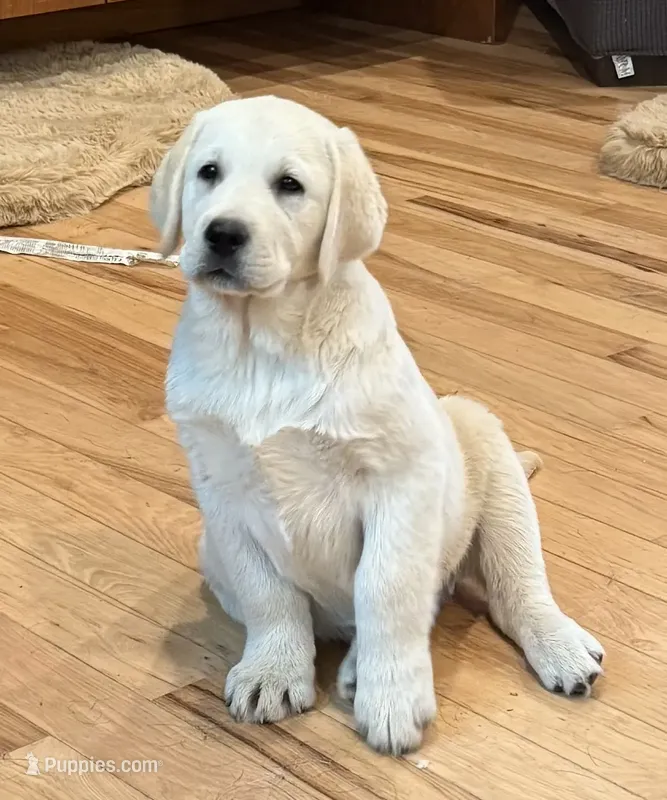 Eng cream crate trained sale $