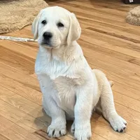 Eng cream crate trained sale $, a male Labrador Retriever for sale in Madison, WI – Photo 1 of 3