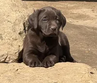 AKC DNA health tested crate trained chocolate boy call for sale, a male Labrador Retriever for sale in Madison, WI – Photo 2 of 3