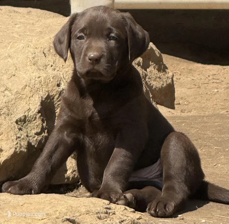 AKC DNA health tested crate trained chocolate boy call for sale – Labrador Retriever puppy for sale in Madison, WI