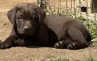 AKC DNA health tested crate trained chocolate boy call for sale, a male Labrador Retriever for sale in Madison, WI – Photo 3 of 3
