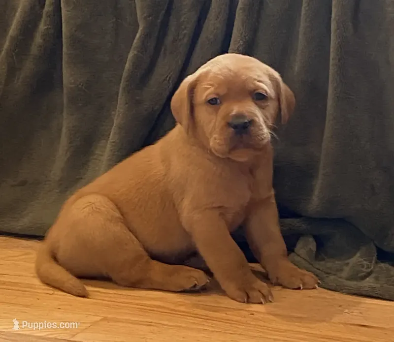 True DNA AKC Eng fox red/gold boy health tested