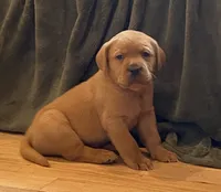 True DNA AKC Eng fox red/gold boy health tested, a male Labrador Retriever for sale in Madison, WI – Photo 1 of 3